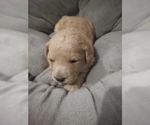 Small Photo #2 Goldendoodle (Miniature) Puppy For Sale in NORTH LIBERTY, IN, USA