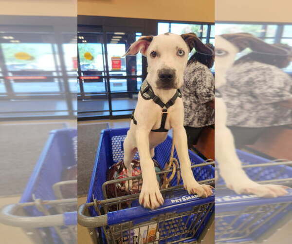 Medium Photo #1 Mutt Puppy For Sale in St. Augustine, FL, USA