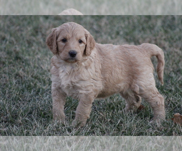 Medium Photo #8 Goldendoodle Puppy For Sale in MEMPHIS, MO, USA