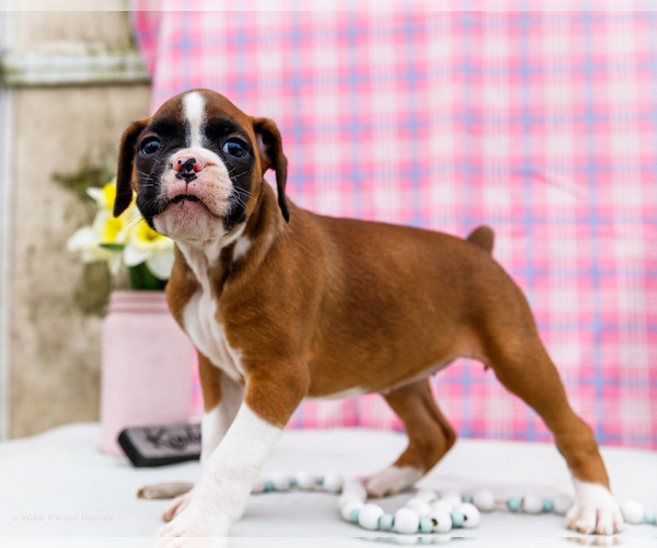 Medium Photo #32 Boxer Puppy For Sale in WAKARUSA, IN, USA