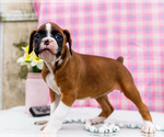 Small Photo #32 Boxer Puppy For Sale in WAKARUSA, IN, USA