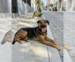 American Foxhound-Unknown Mix Dogs for adoption in Escondido, CA, USA