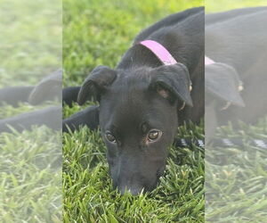 Labrador Retriever Dogs for adoption in San Diego, CA, USA