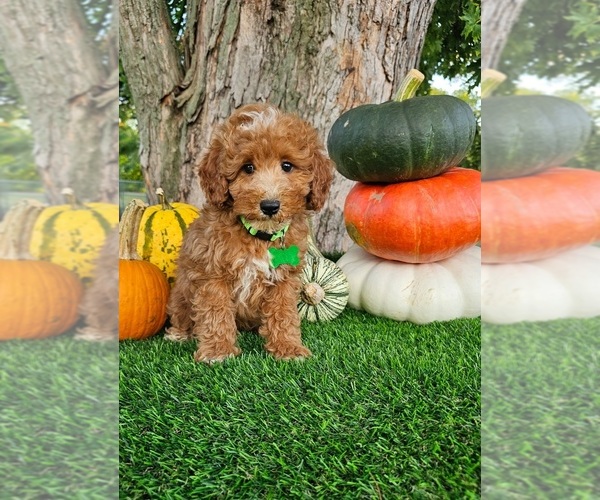 Medium Photo #1 Poodle (Miniature) Puppy For Sale in INDIANAPOLIS, IN, USA