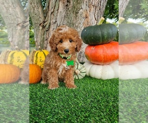 Poodle (Miniature) Puppy for sale in INDIANAPOLIS, IN, USA