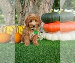 Image preview for Ad Listing. Nickname: Colton Mini