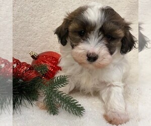 Maltipoo Puppy for sale in MIDDLESEX, NY, USA