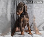 Small Photo #2 Doberman Pinscher Puppy For Sale in POMEROY, OH, USA