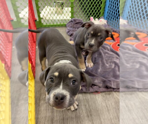 Medium Photo #3 Mutt Puppy For Sale in Techny, IL, USA