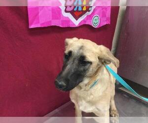 Mutt Dogs for adoption in Riverside, CA, USA