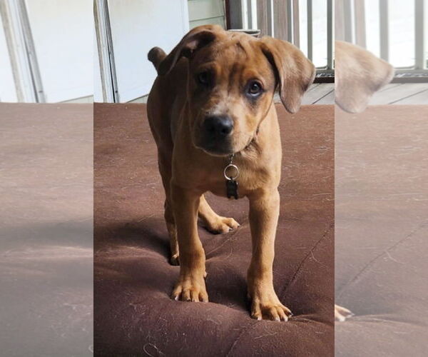 Medium Photo #11 Catahoula Leopard Dog-Unknown Mix Puppy For Sale in Alexander, AR, USA