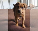 Small Photo #11 Catahoula Leopard Dog-Unknown Mix Puppy For Sale in Alexander, AR, USA