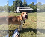Small Beagle