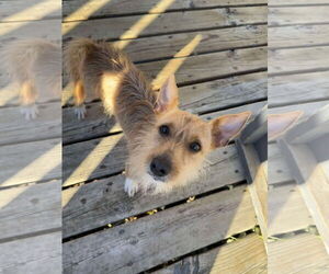 Dachshund-Unknown Mix Dogs for adoption in Minneapolis, MN, USA