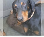 Small Photo #15 Doberman Pinscher-Unknown Mix Puppy For Sale in Escondido, CA, USA