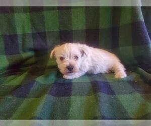West Highland White Terrier Puppy for sale in MOUNTAINBURG, AR, USA