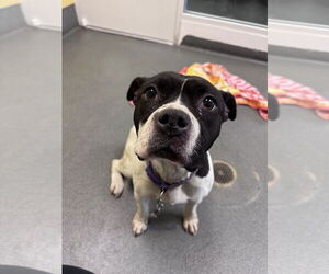 Mutt Dogs for adoption in Glen Allen, VA, USA