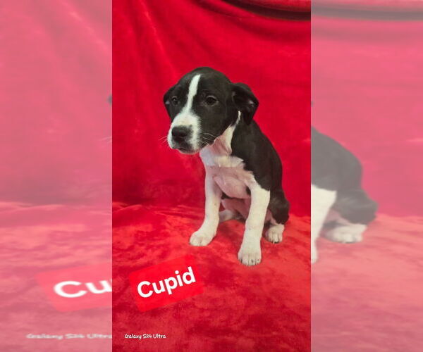 Medium Photo #4 Labrador Retriever-Unknown Mix Puppy For Sale in Foristell, MO, USA