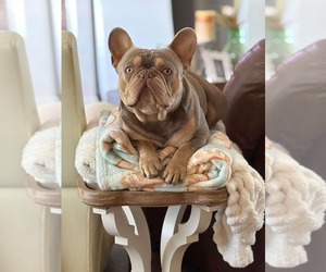 Father of the French Bulldog puppies born on 03/03/2025