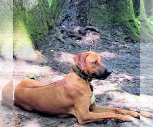 Rhodesian Ridgeback Puppy for sale in ATL, GA, USA