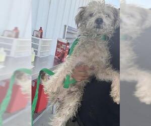 Poodle (Miniature) Dogs for adoption in Bakersfield, CA, USA