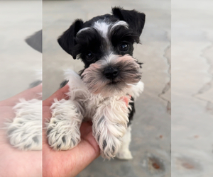 Schnauzer (Miniature) Puppy for sale in MADERA, CA, USA