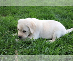 Puppy Freddie Labrador Retriever