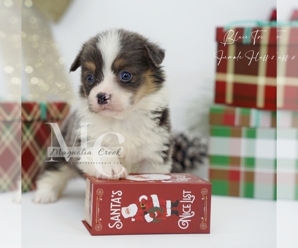 Medium Photo #16 Pembroke Welsh Corgi Puppy For Sale in FLORALA, AL, USA