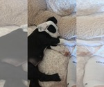 Small Photo #25 Great Dane-Sheepadoodle Mix Puppy For Sale in EGG HARBOR CITY, NJ, USA