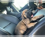 Puppy Butterscotch Mastiff