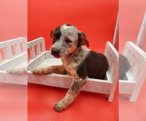 Australian Cattle Dog Puppy for sale in ELKHART, IN, USA
