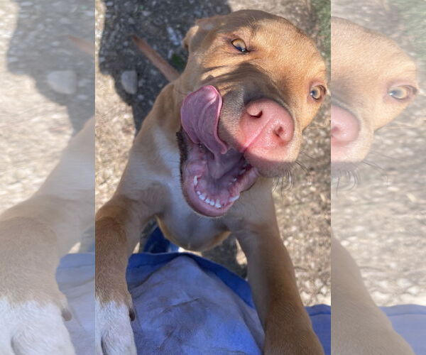 Medium Photo #5 Labrador Retriever-Unknown Mix Puppy For Sale in Tracy City, TN, USA