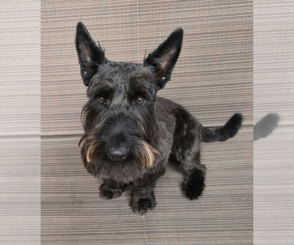 Medium Photo #1 Mutt Puppy For Sale in Dallas, TX, USA