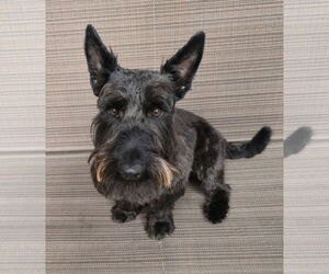 Mutt Dogs for adoption in Dallas, TX, USA