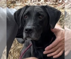 Diesel - Male Great Dane-Unknown Mix Dog for Adoption - Photo #5