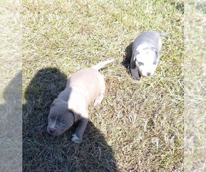 American Pit Bull Terrier Puppy for sale in WHITE HALL, AR, USA