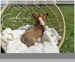 Small Photo #6 Pembroke Welsh Corgi Puppy For Sale in NIANGUA, MO, USA