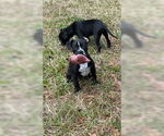 Small #1 American Pit Bull Terrier Mix