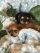 Small Photo #29 Yorkshire Terrier Puppy For Sale in KYLE, TX, USA