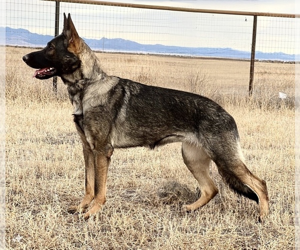 Medium Photo #1 German Shepherd Dog Puppy For Sale in LAKE ELSINORE, CA, USA