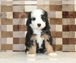 Small #2 Bernedoodle (Miniature)