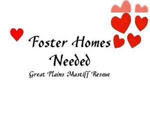 FOSTERS NEEDED - Female Mastiff Dog for Adoption - Photo #2