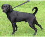 Small #2 Mutt