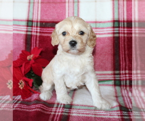 Cockapoo Puppy for sale in KLINGERSTOWN, PA, USA