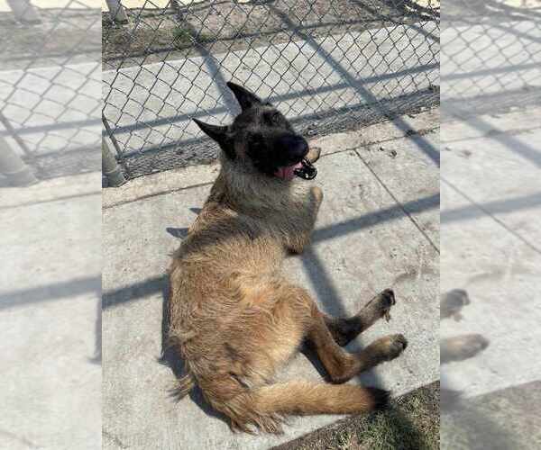 Medium Photo #3 Mutt Puppy For Sale in Imlay City, MI, USA