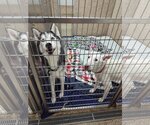 Small Photo #1 Huskies -white german shepherd Mix Puppy For Sale in Martinsburg, WV, USA