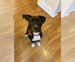 Small #6 American Pit Bull Terrier Mix