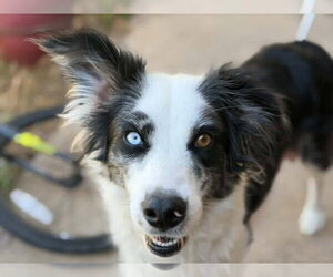 Border Collie-Unknown Mix Dogs for adoption in OKLAHOMA CITY, OK, USA