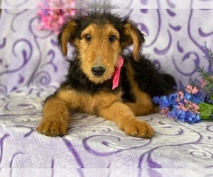 Airedale Terrier Puppy for sale in LANCASTER, PA, USA