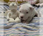 Small Photo #35 Dogo Argentino Puppy For Sale in JANE, MO, USA